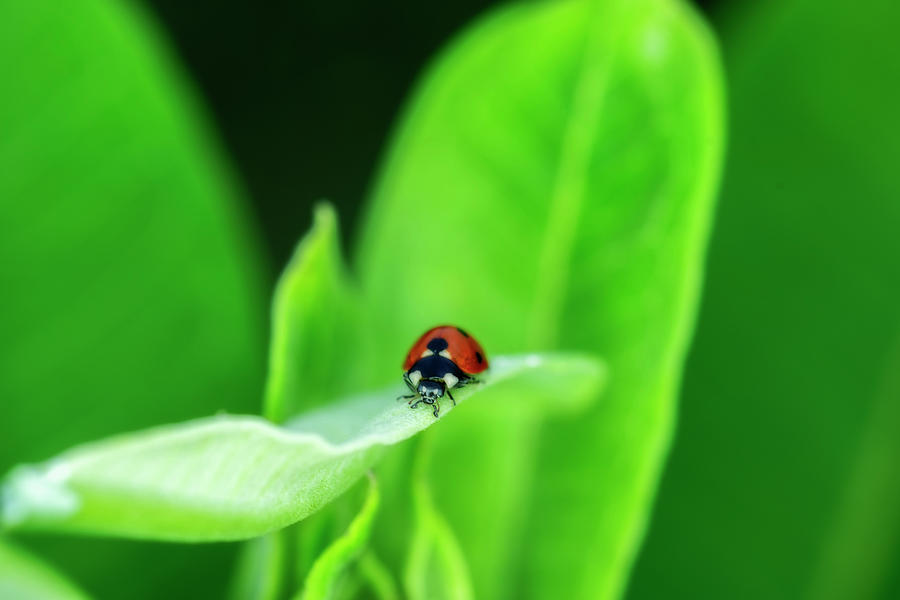 Ladybug on a leaf Photograph by Dan Friend