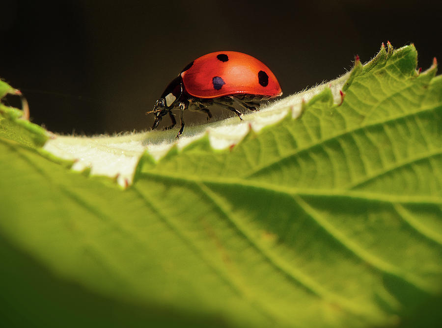 Ladybug on a leaf Photograph by Naomi Maya