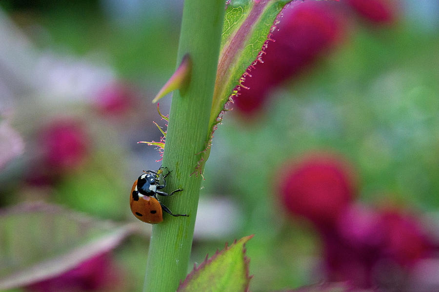 Ladybug on a rose stem Photograph by Heather Bettis