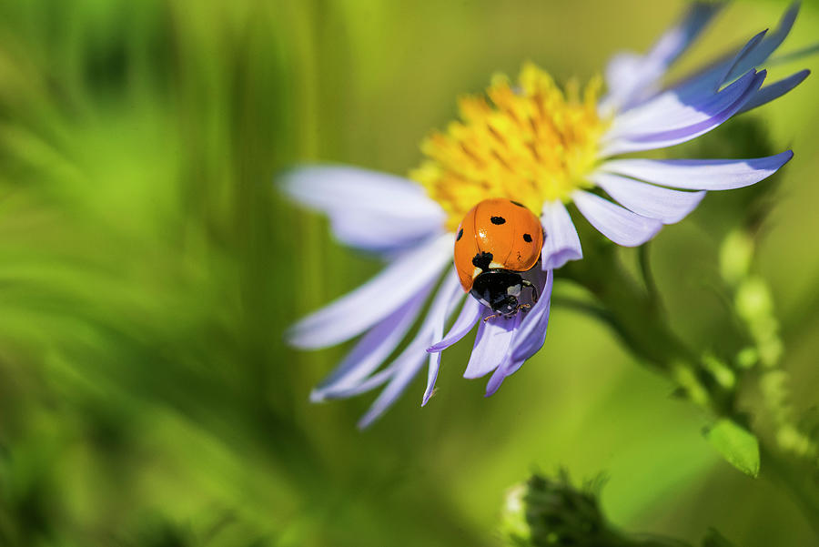 Ladybug on Aster Photograph by Robert Potts