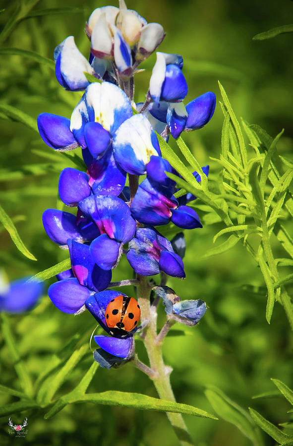 Ladybug on Bluebonnet Photograph by Pam Rendall