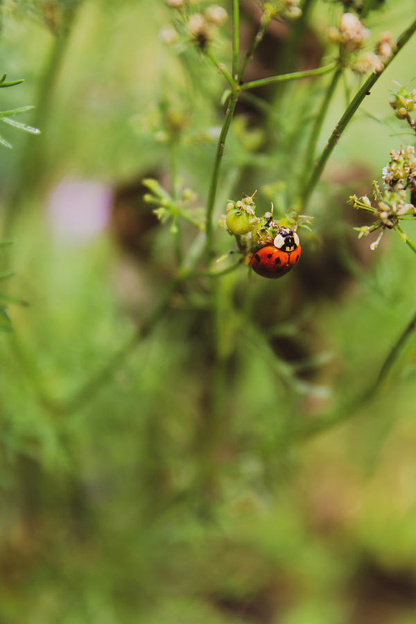 Ladybug on Cilantro Plant Photograph by W Craig Photography