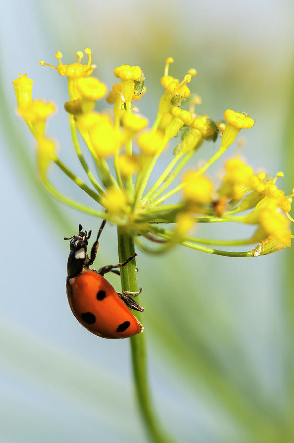 Ladybug on Dill Photograph by Robert Potts