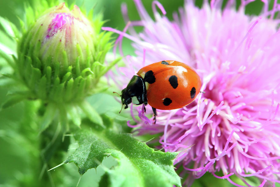 Ladybug On Flower Macro Photograph by Mikhail Kokhanchikov