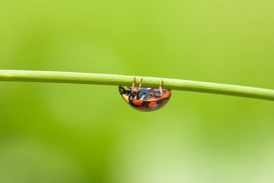 Ladybug On Grass Stem Photograph by Psam