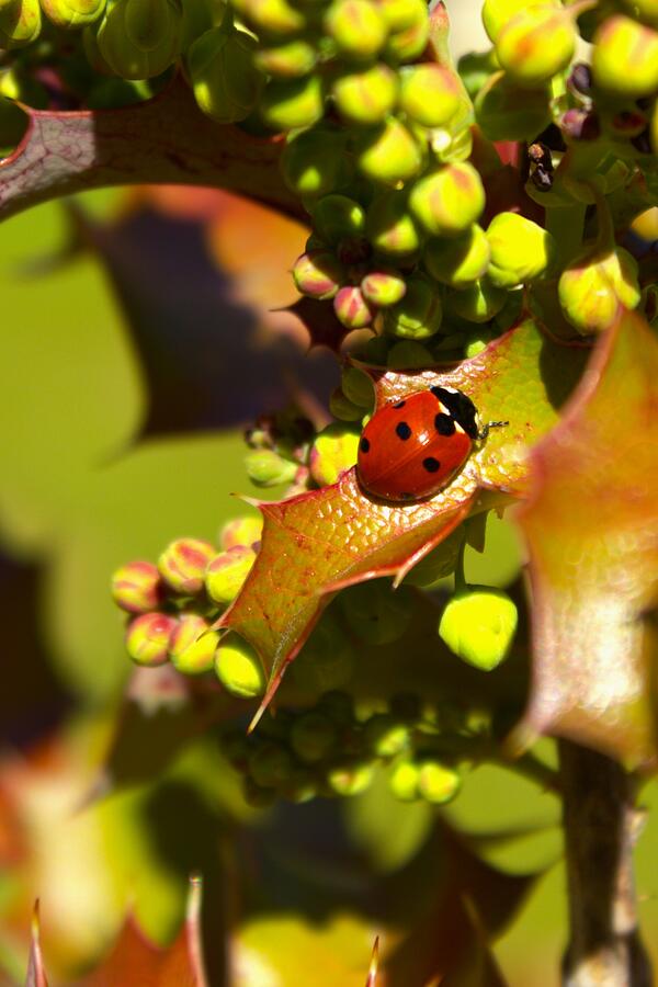 Ladybug Photograph - Ladybug on Oregon Grape by Kerstin Epifanio