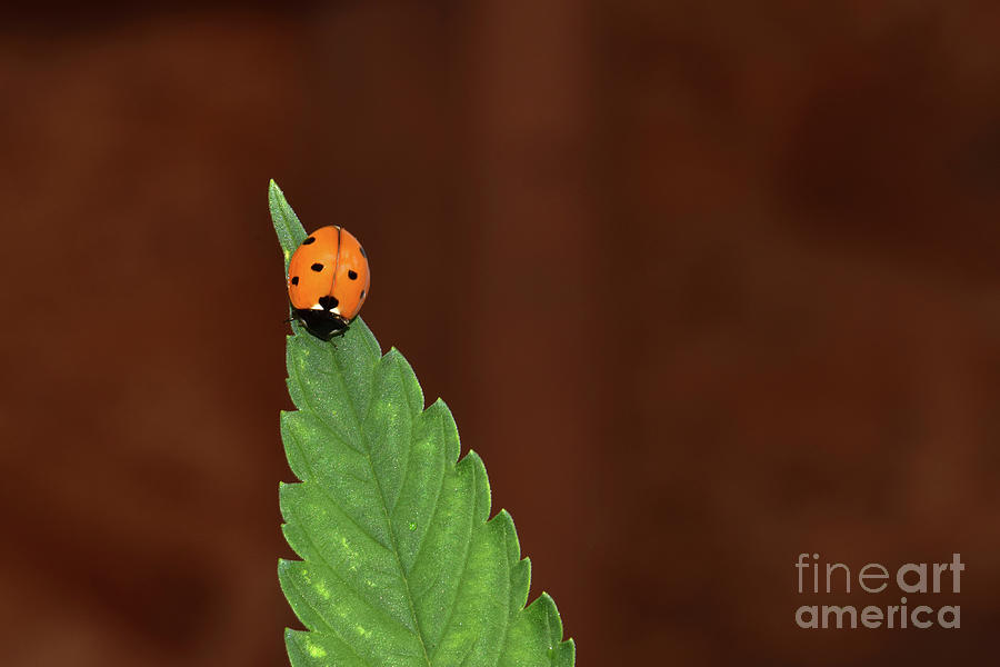 Ladybug Photograph - Ladybug on Leaf 01 by Emerald Studio Photography