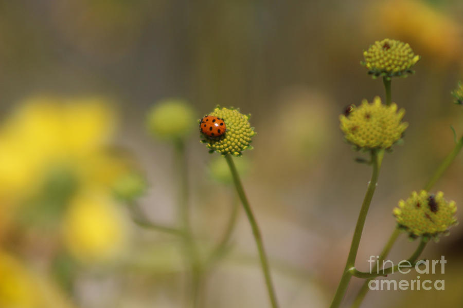Ladybug on Lemon Yellow Wildflowers Coachella Valley Wildlife Preserve Photograph by Colleen Cornelius