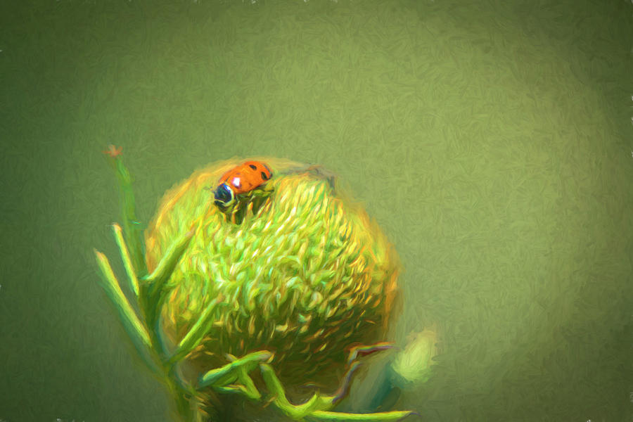 Ladybug on Poppy Bud 2 Photograph by Lindsay Thomson