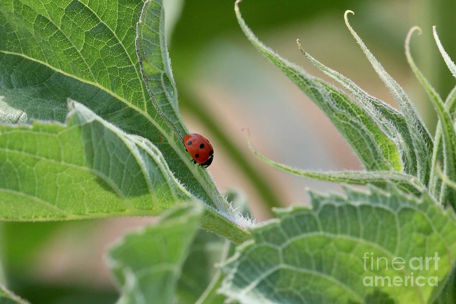 Ladybug on Sunflower Leaf Photograph by Carol Groenen