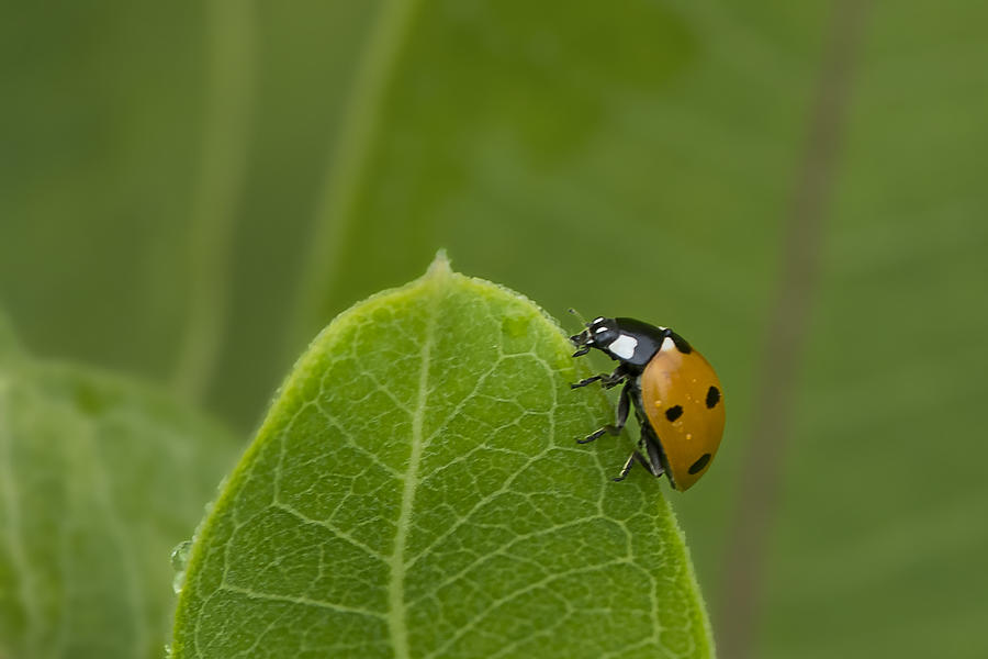 Ladybug on the Edge Photograph by Gail Shotlander
