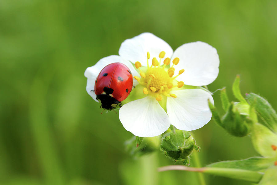 Ladybug On White Flower Macro Photograph by Mikhail Kokhanchikov