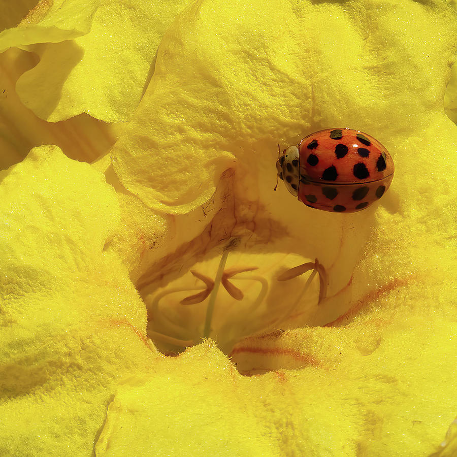 Ladybug on Yellow Elder Photograph by Richard Rizzo