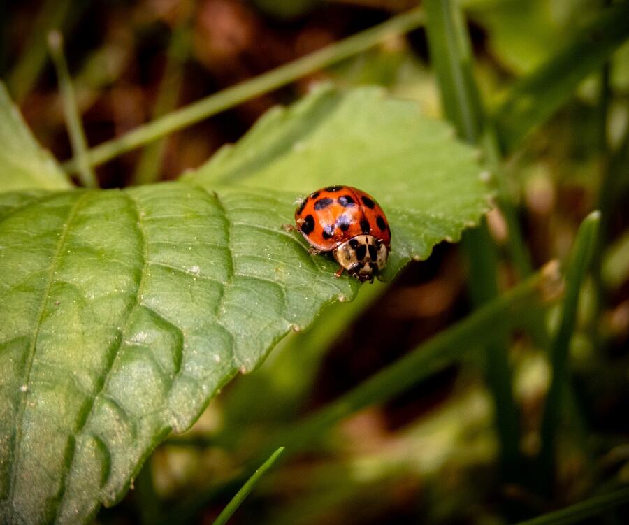 Ladybug - One Photograph by Linda Stern Ladybug - One Photograph by Linda Stern