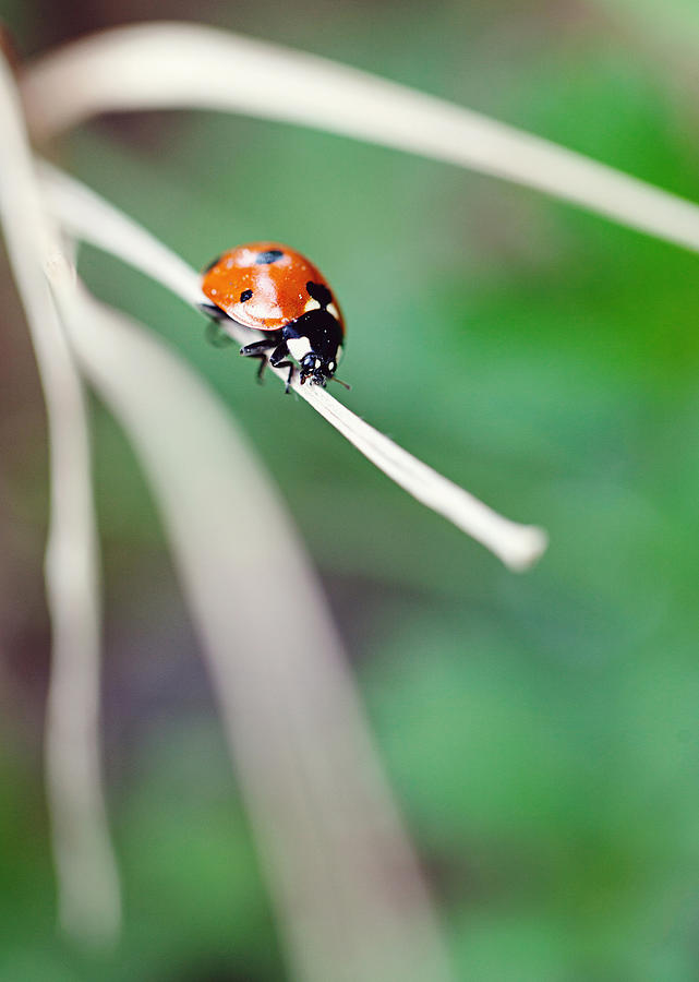 Ladybug perching on dry blade of grass Photograph by Westend61