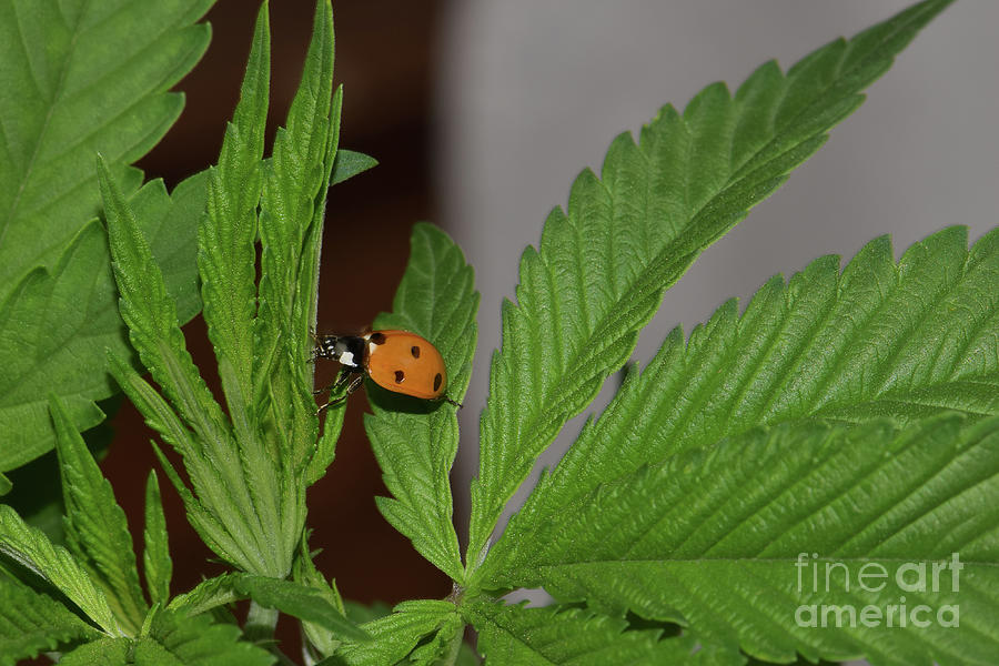 Ladybug Photograph - Ladybug Reach on Cannabis by Emerald Studio Photography