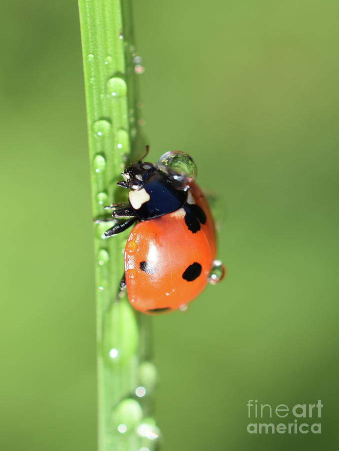 Ladybug Photograph by Save the Insects - Fine Art America