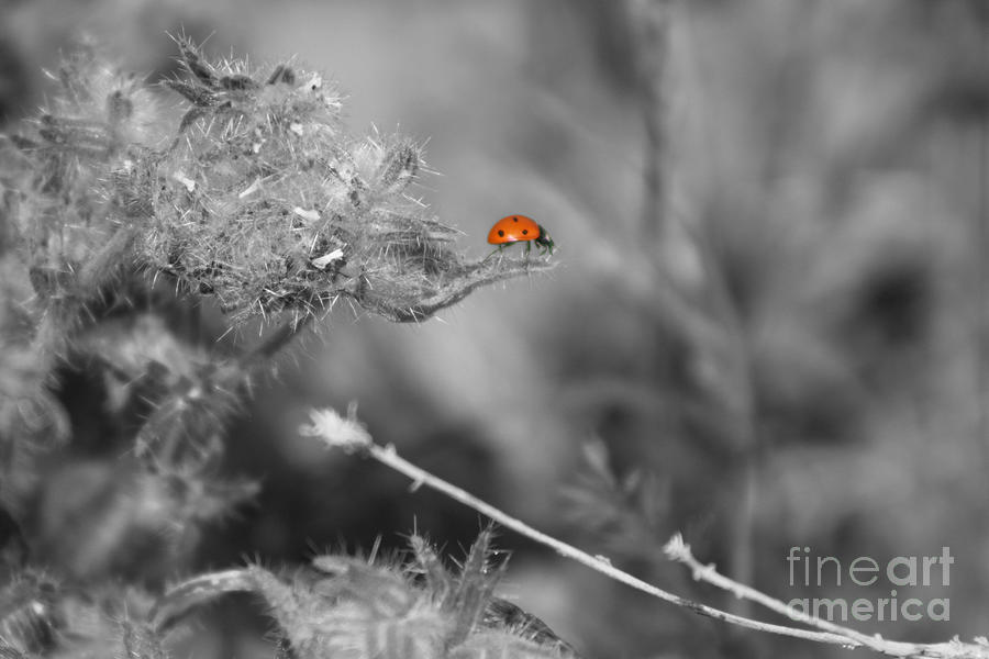 Ladybug Selective Coloring Coachella Valley Wildlife Preserve Photograph by Colleen Cornelius