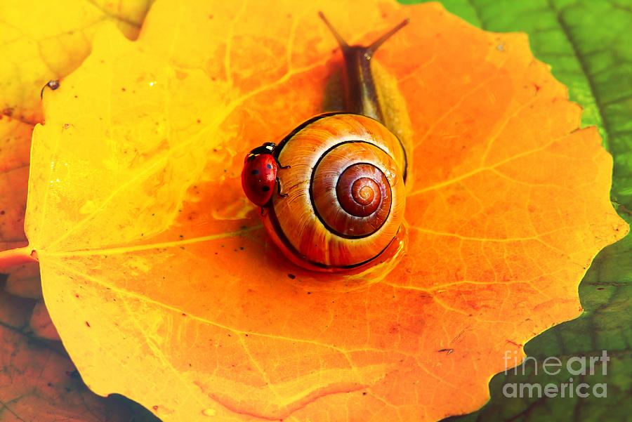 Ladybug seven points and snail Photograph by Laurentia Petcu - Pixels