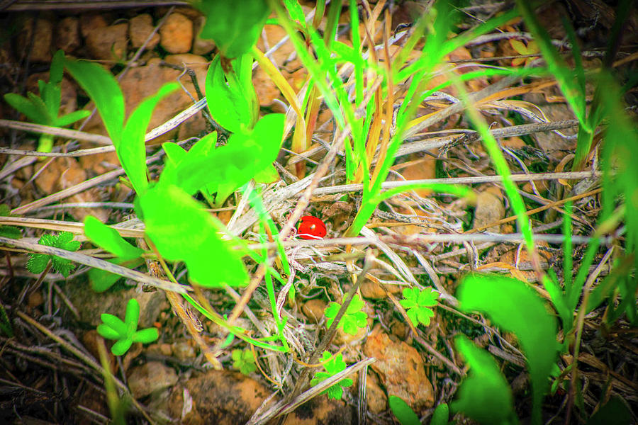 Nature Photograph - Ladybug by Shiela Kowing