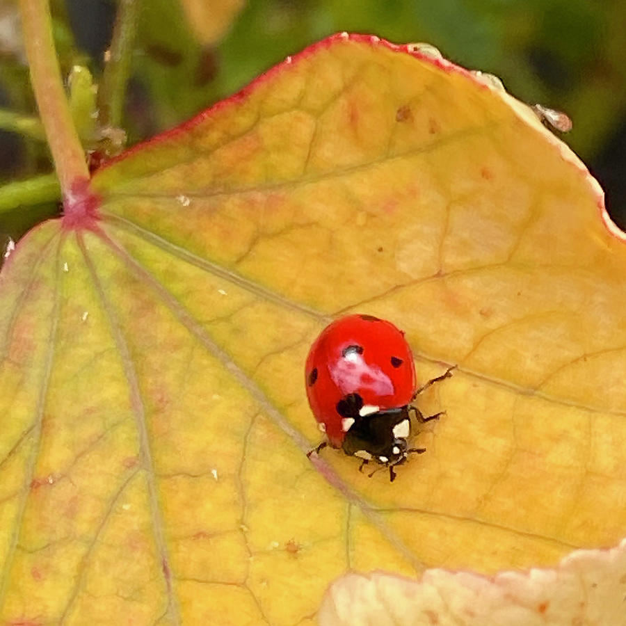 Ladybug Photograph - Ladybug Siesta 2 by Marilyn Borne