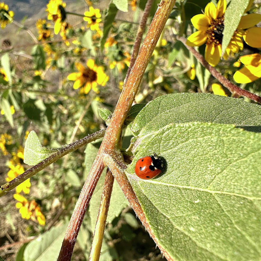 Ladybug Photograph - Ladybug Siesta by Marilyn Borne