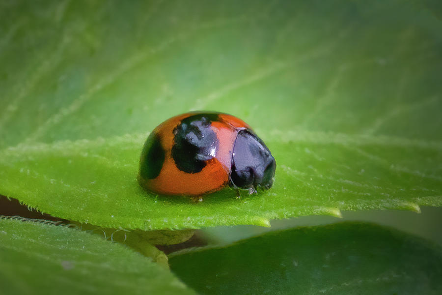Ladybug Tales Photograph by Mark Andrew Thomas
