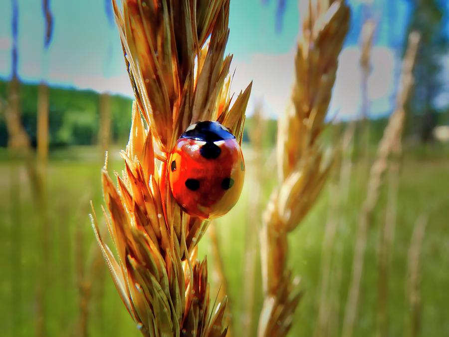 Ladybug Photograph by Thomas Nay
