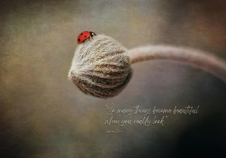 Ladybug - When You Really Look Photograph by Maria Angelica Maira