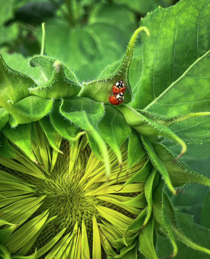 Ladybugs and Sunflower Photograph by Dimitry Papkov