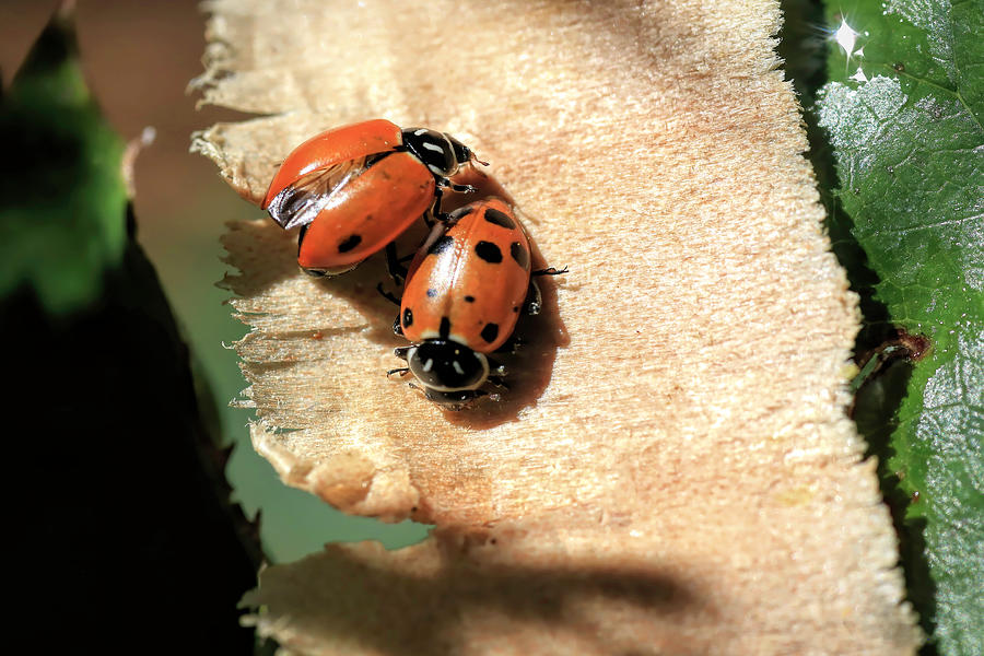 Ladybug Photograph - Ladybugs by Donna Kennedy