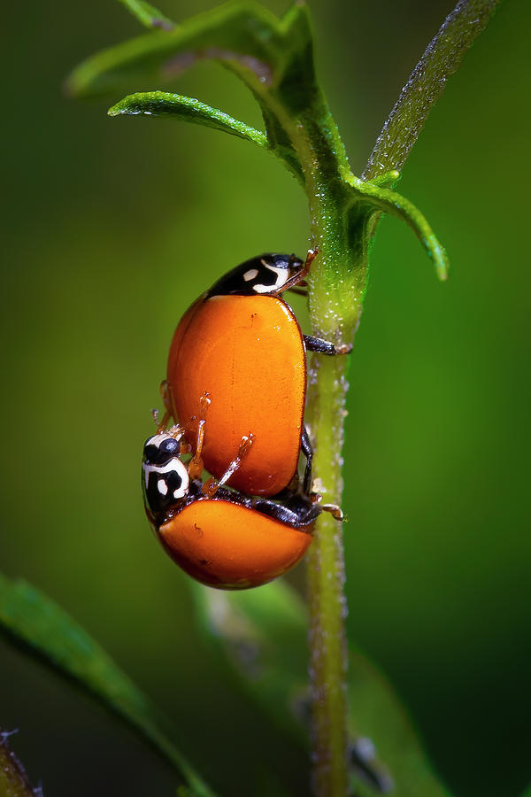 Ladybugs in Love Photograph by Mark Andrew Thomas