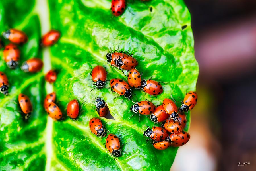 Ladybugs in the Garden Photograph by Bruce Block