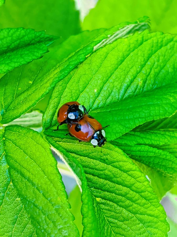 Ladybugs Photograph by Lisa Mutch