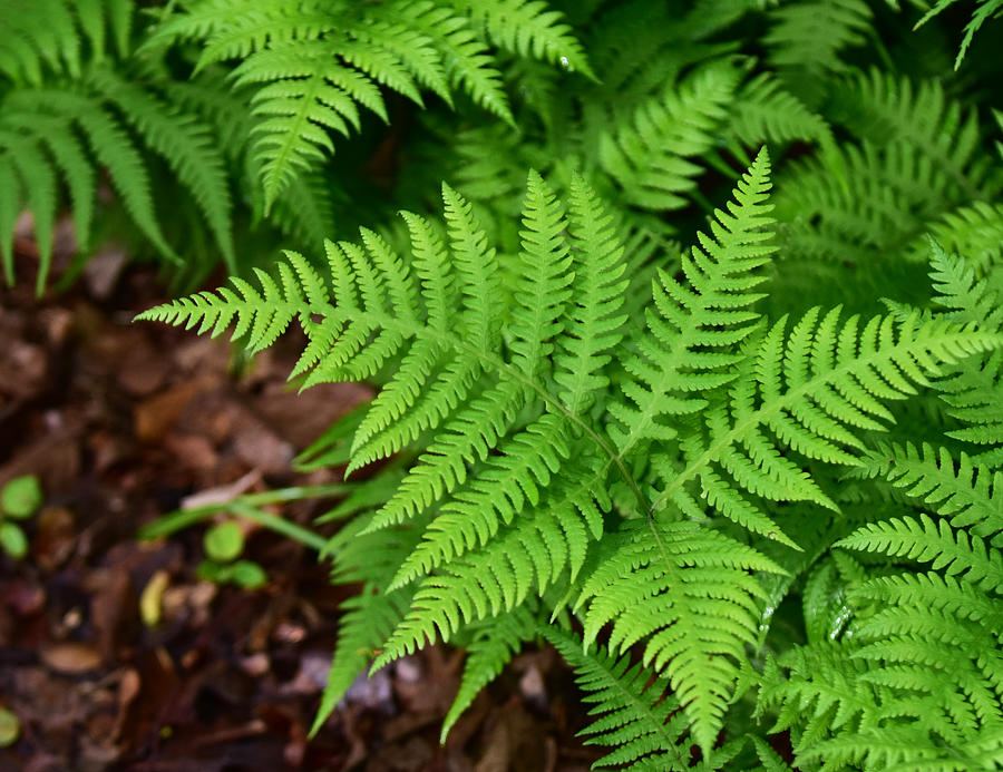 Ladyfern Photograph by Ed Stokes - Fine Art America