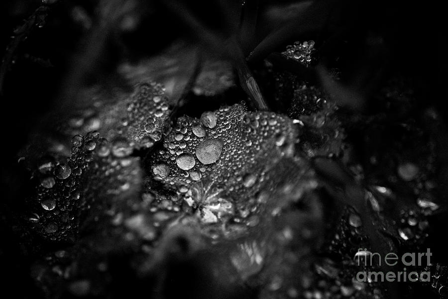 Ladys Mantle Covered in Dew Photograph by Alana Ranney