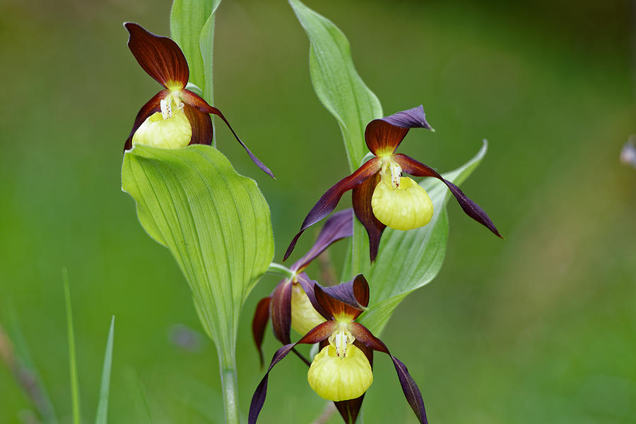 Ladys slipper orchid Photograph by Nature, wildlife & Landscape images