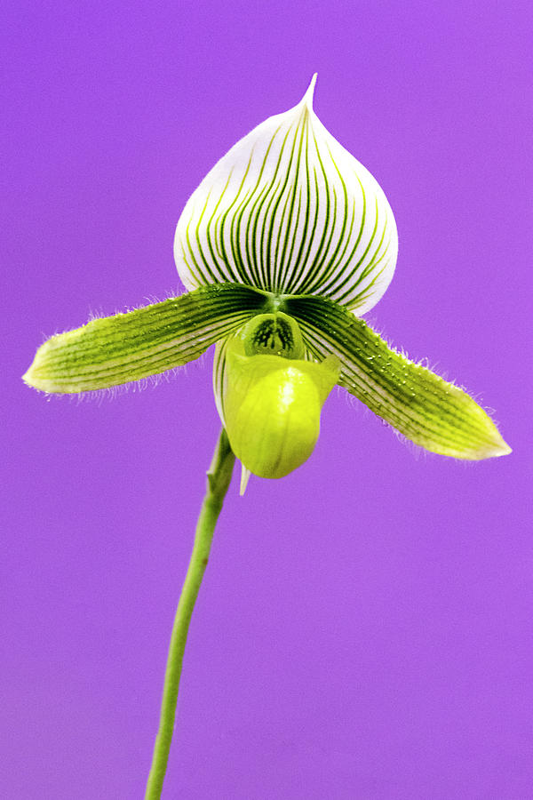 Ladys Slipper Orchid Photograph by Patty Colabuono