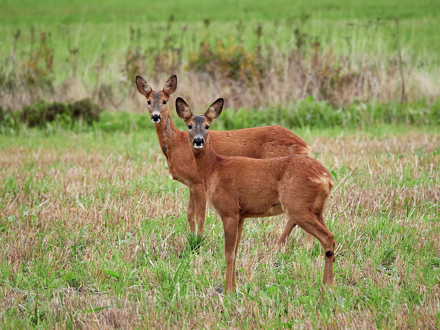 Capreolus Capreolus Photograph - ladys together. Roe deer by Jouko Lehto