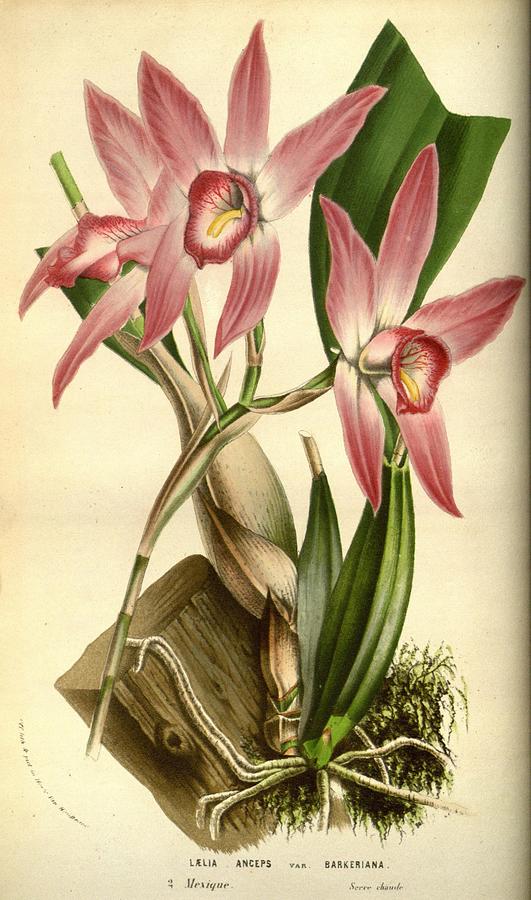 Laelia Anceps Barkeriana Mixed Media By Beautiful Nature Prints - Fine 