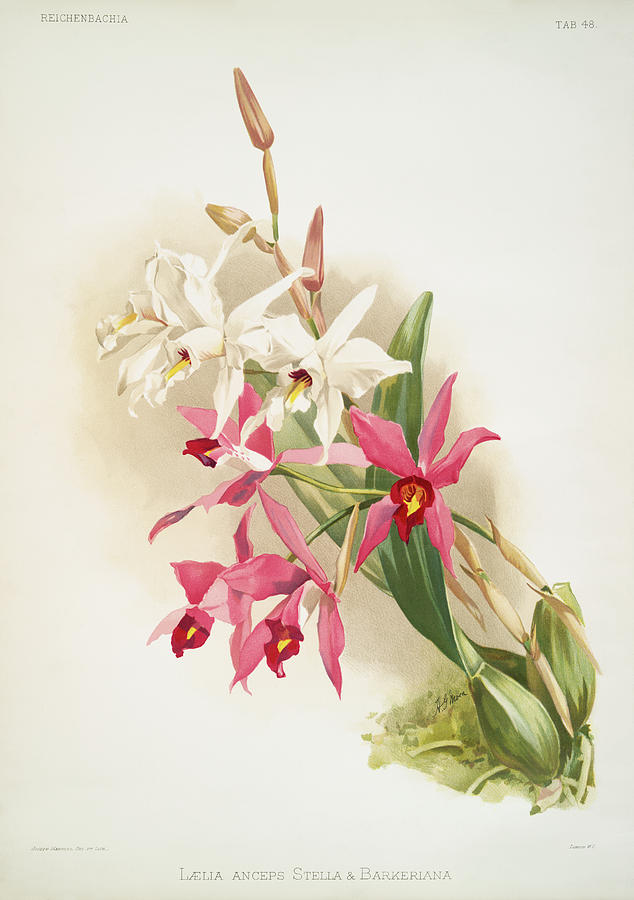 Laelia anceps Stella and Barkeriana Orchids Painting by World Art Collective
