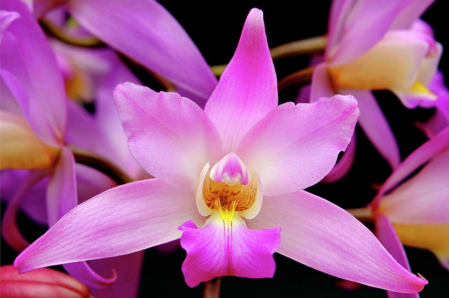 Laelia Autumnalis 001 Photograph By Fernando Blanco Farias | Fine Art ...