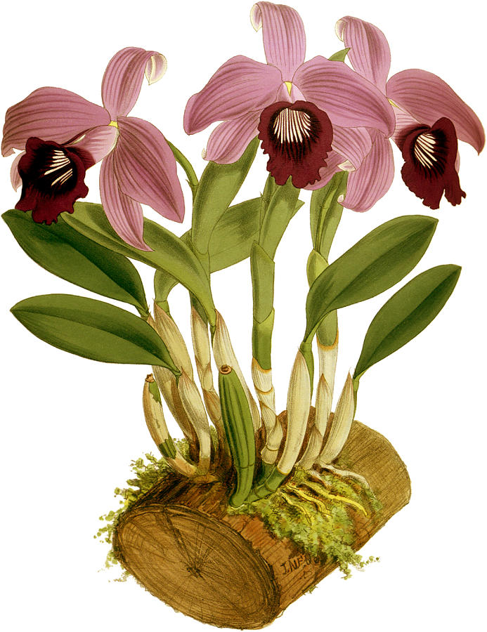 Laelia Dayana Orchid Mixed Media by John Nugent Fitch
