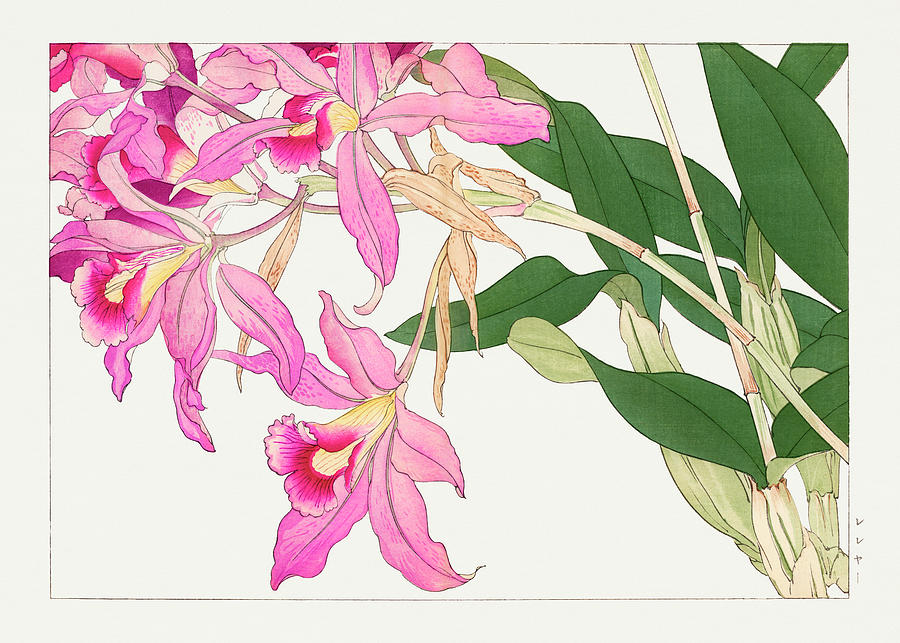 Laelia Flowers - Ukiyo e art - Vintage Japanese woodblock art - Seiyo SOKA ZUFU by Tanigami Konan Digital Art by Studio Grafiikka