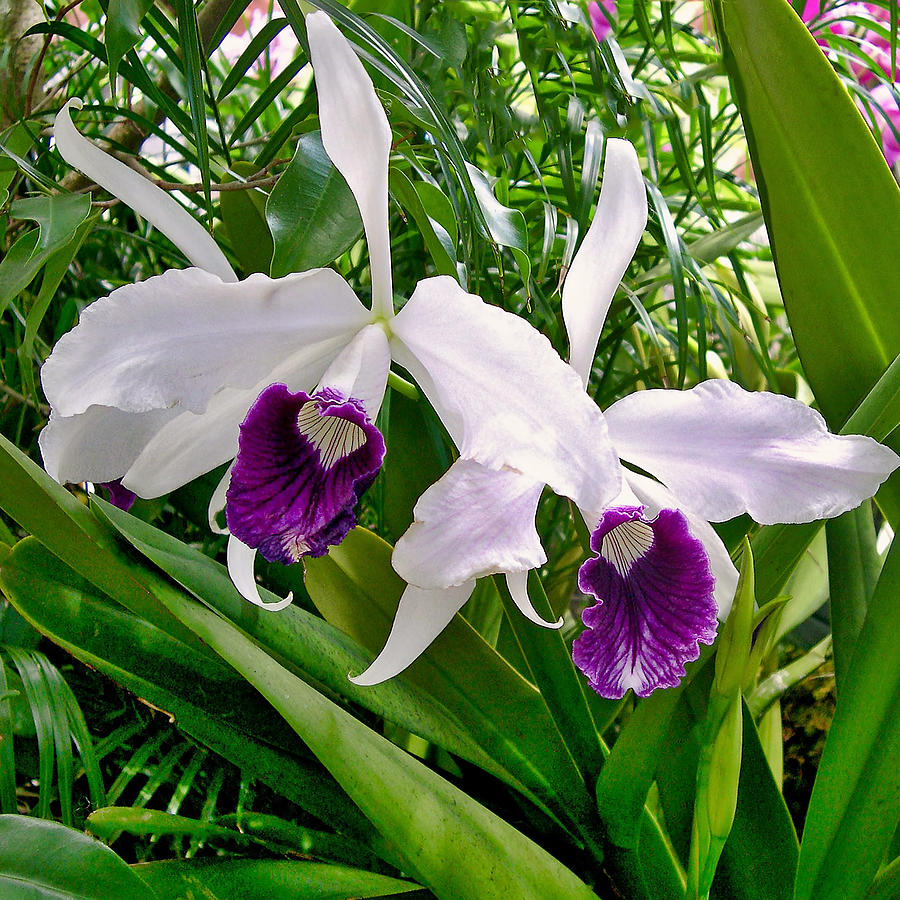 Laelia Purpurata Orchid Photograph by Susan Maxwell Schmidt