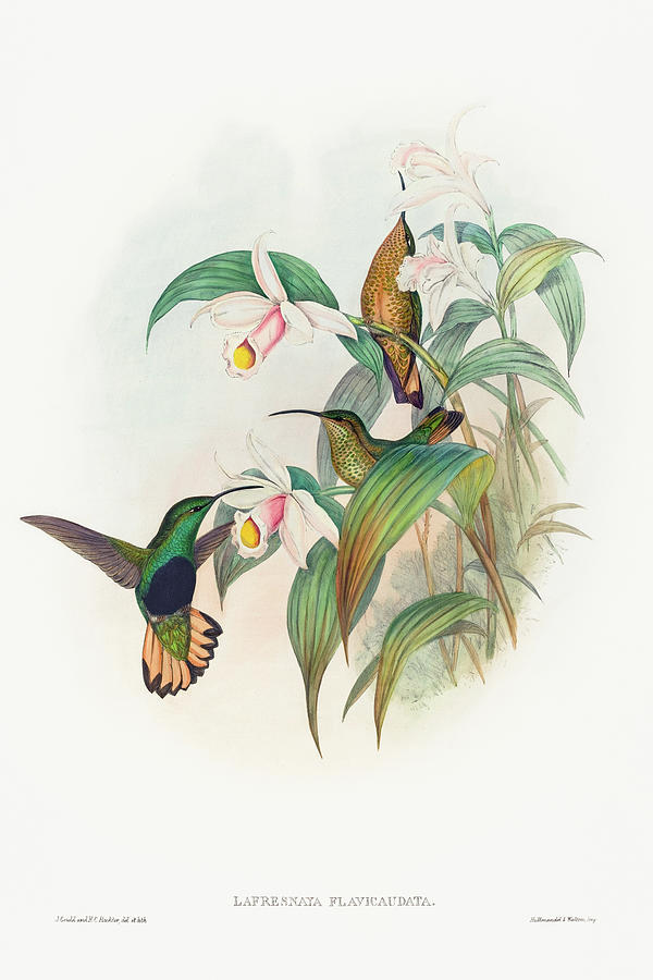 John Gould Drawing - Lafresnaya flavicaudata, Buff-tailed Velvet-breast by John Gould