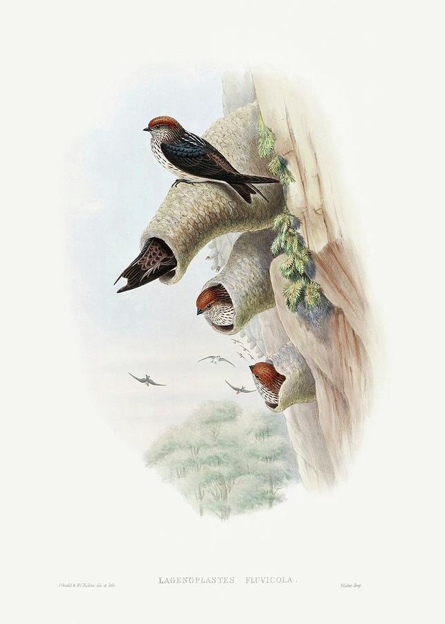 John Gould Painting - Lagenoplastes Fluvicola  Indian Cliff Swallow 1850 1883 print in high resolution by John Gould Origi by John Gould