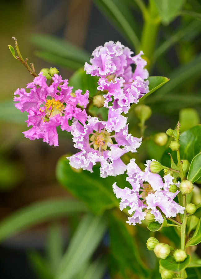 Lagerstroemia indica flower Photograph by Kwanchaichaiudom
