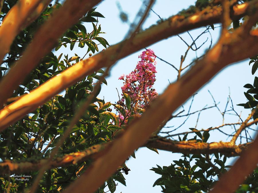 Lagerstroemia Pink Photograph by Richard Thomas