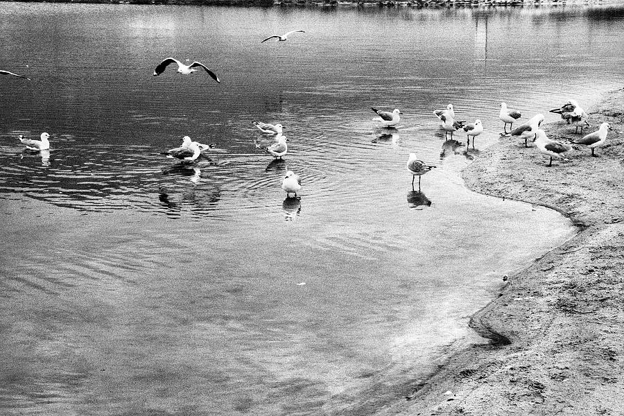 Lagoon Gulls Photograph by Mia Badenhorst